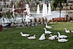 Atakent - 2 Gölet ve Süs Havuzları